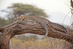 Kenya - leopárd
