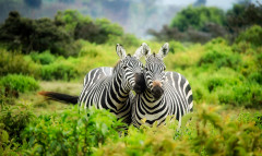 Kenya - zebrák