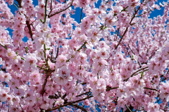 Japán - sakura
