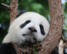 Kína - Chengdu - panda