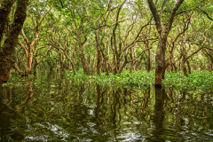 Kambodzsa - mangrove erdő