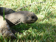 Mauritius teknős