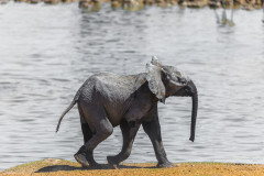 Namíbia, elefánt