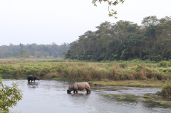 Nepál, Chitwan Nemzeti Park - orrszarvúk